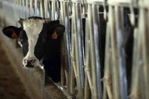 UE ayudará a productoes bálticos de leche