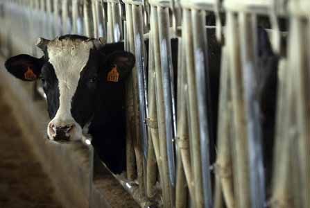 UE ayudará a productoes bálticos de leche