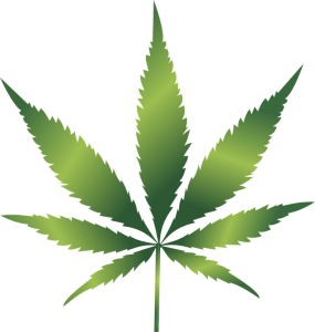 Cannabis