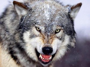 Hombre lobo