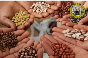 Producir transgénicos en libertad contra hambre