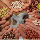Producir transgénicos en libertad contra hambre